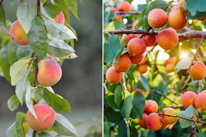 fruits été juillet abricotier pêcher