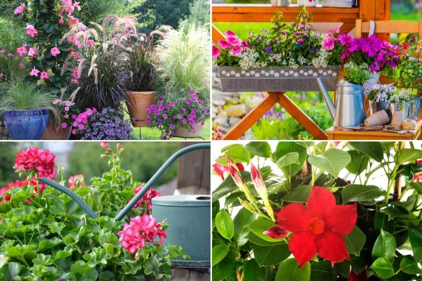 annuelles et plantes en pots en juillet