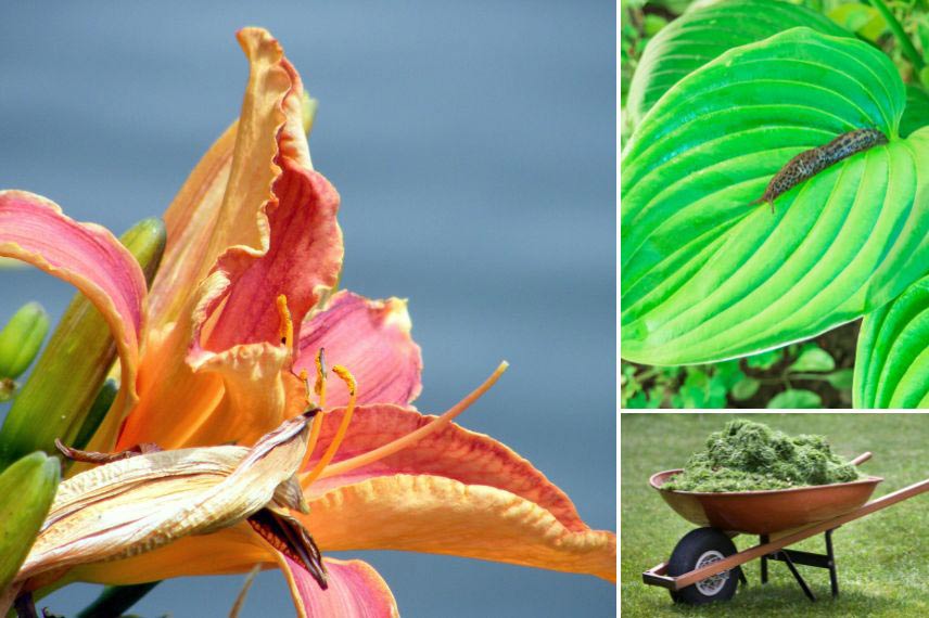 que faire au jardin en juin