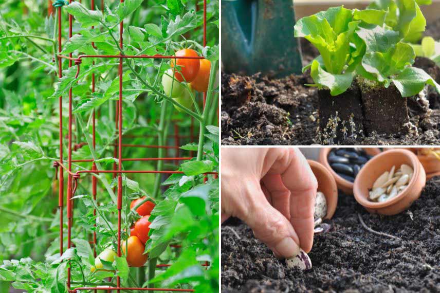 Que faire au jardin en juin