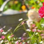 Que faire au jardin en juin ?