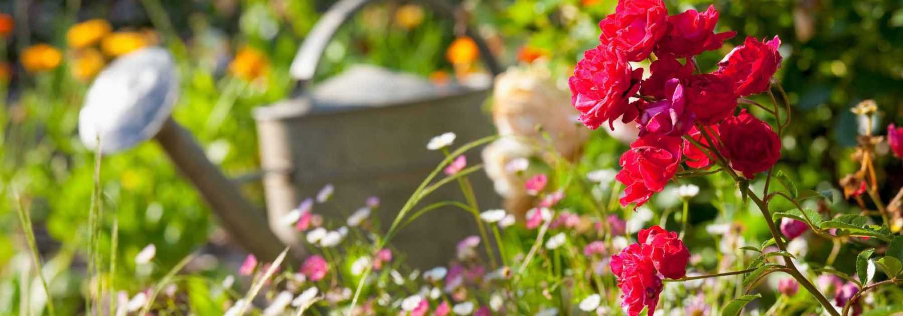 Que faire dans votre jardin en juin ? Potager, fleurs, pelouse