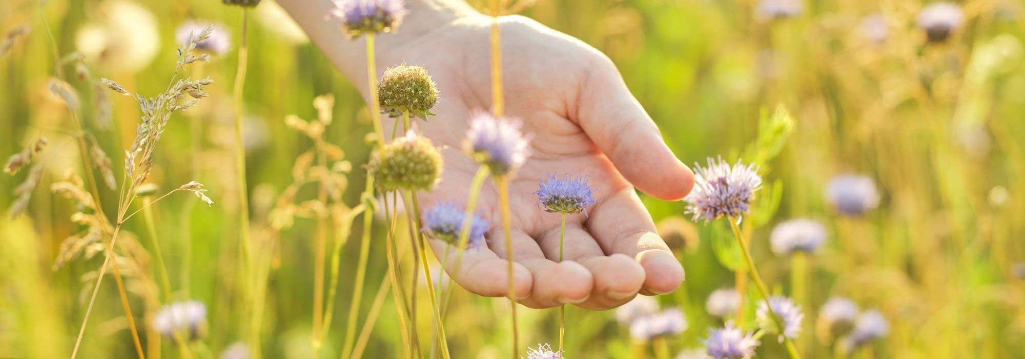 Créer un jardin sensoriel