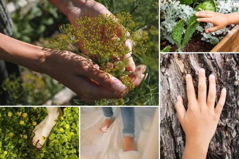 Créer un jardin sensoriel - Promesse de Fleurs