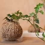 Comment faire un kokedama de lierre ?