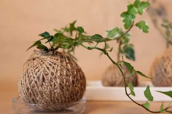 Comment faire un kokedama de lierre ?