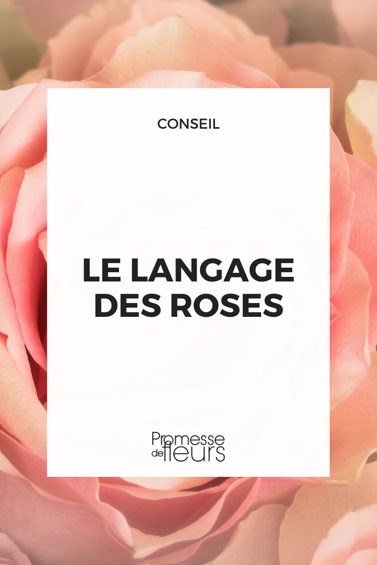 langage des roses