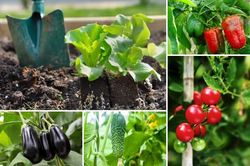 légumes terrasse