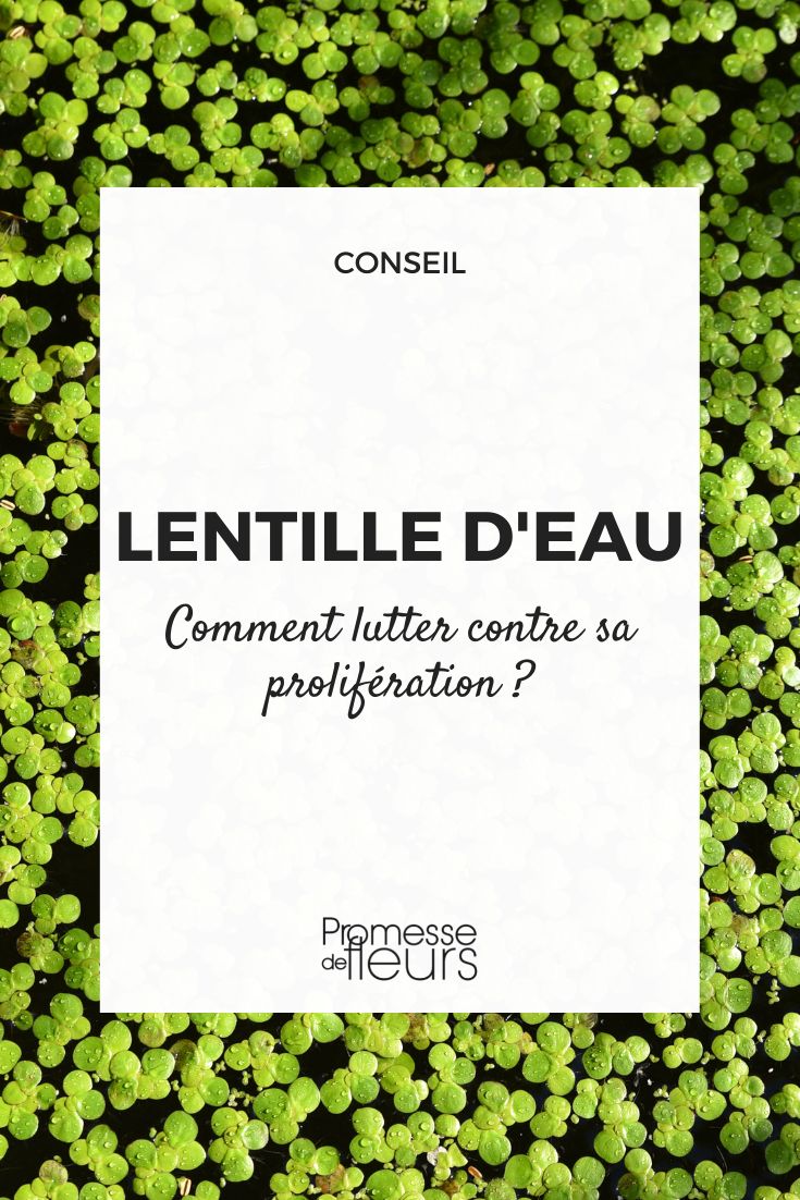 lentille d'eau