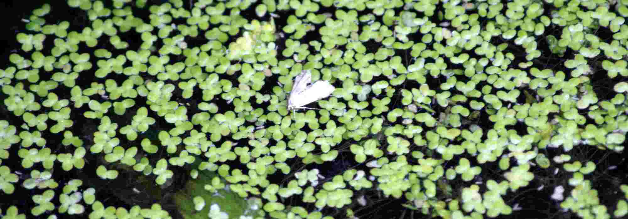 Comment lutter contre les lentilles d'eau ?