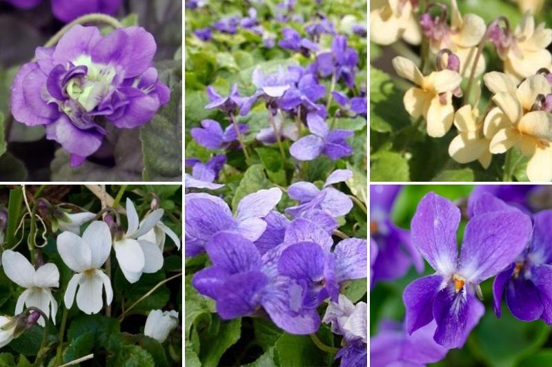 viola odorata et d'autres violettes odorantes pour un sirop de violettes ou en patisserie