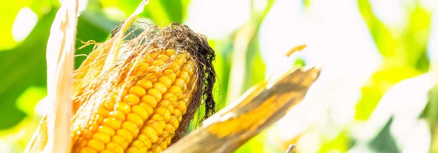 10 maïs à cultiver au potager