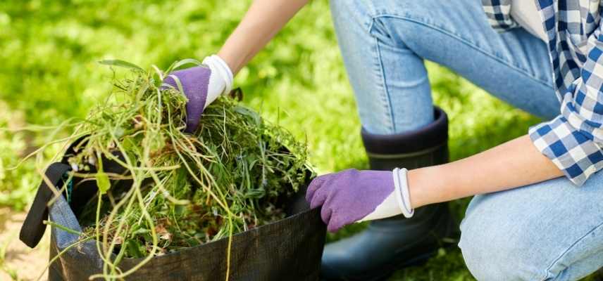 composter mauvaises herbes, mauvaises herbes compost, adventices compost