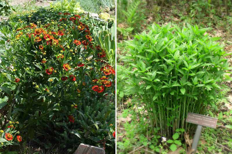 diviser un helenium