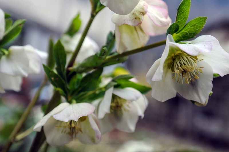 multiplier multipication hellebore, semis hellebore comment