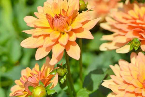 Multiplier les Dahlias : les bons gestes
