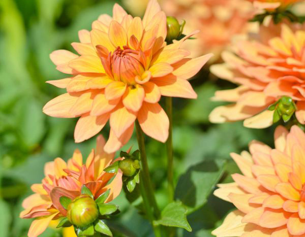 Multiplier les Dahlias : les bons gestes