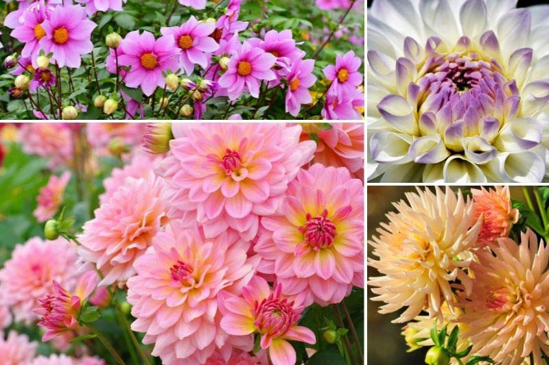 Multiplier les dahlias