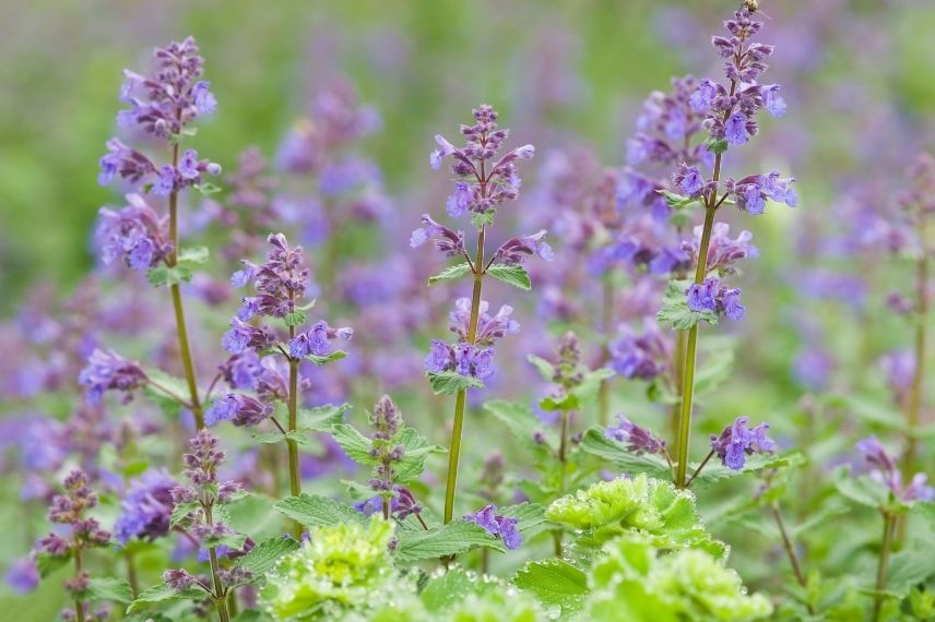 nepeta répulsif punaise