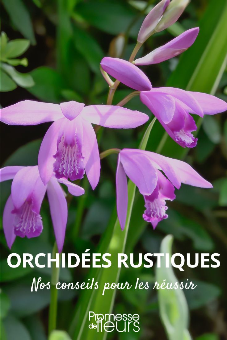 nos conseils pour réussir la culture des orchidees rustiques