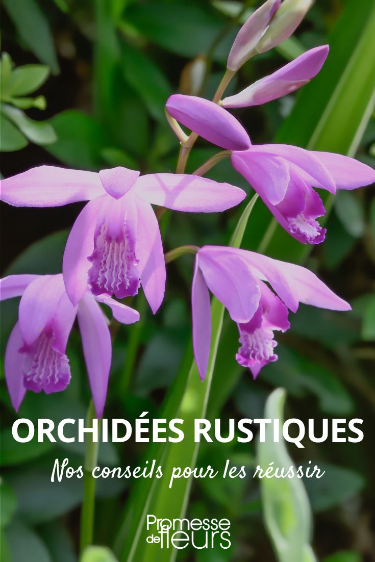 Orchidée : exposition, entretien et variétés - Gamm vert