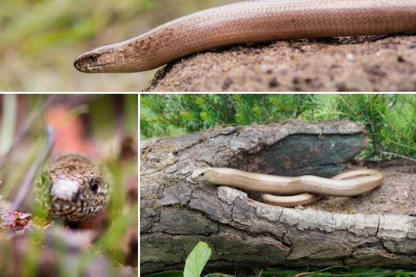 Angis fragilis, orvet commun, lézard sans pattes, serpent jardin, vipere jardin