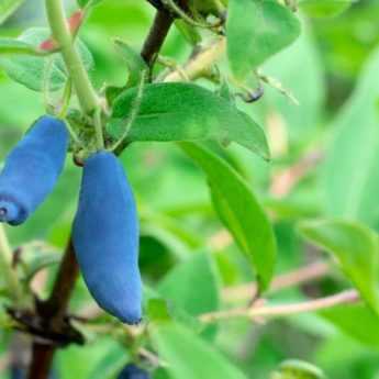 Des petits fruits en sol argileux