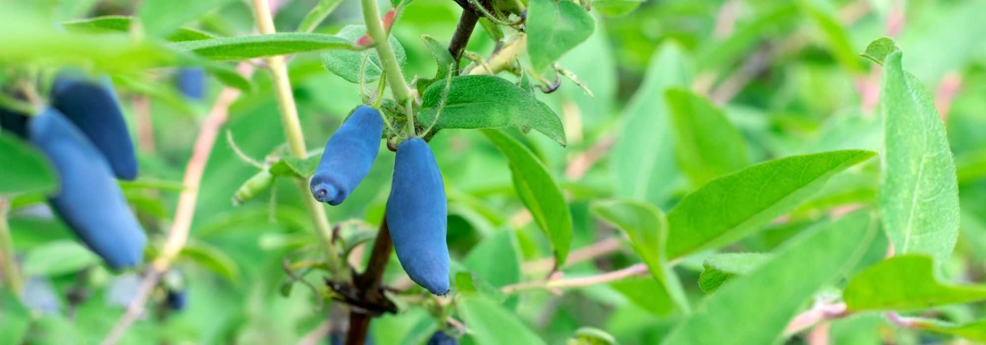 Des petits fruits en sol argileux