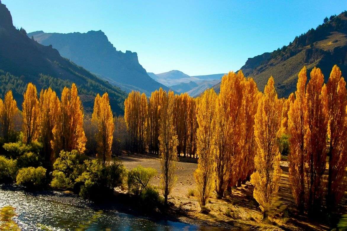 peuplier, populus en automne