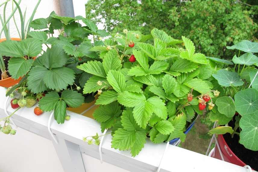 Cultiver des fraises sur un balcon, culture fraises sur balcon, fraises dans jardinière