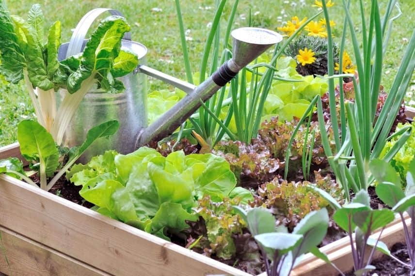 potager carré terrasse