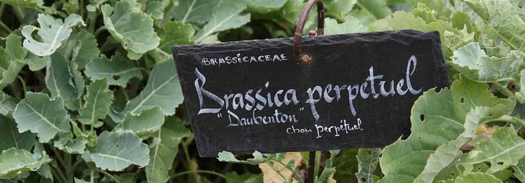 Potager : des contenants pour toutes les cultures