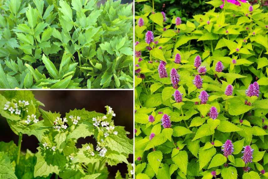 plantes aromatiques