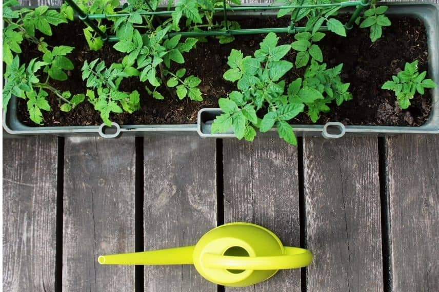 potager terrasse arrosage