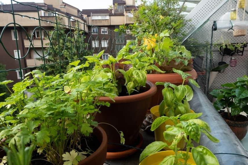 potager terrasse pots