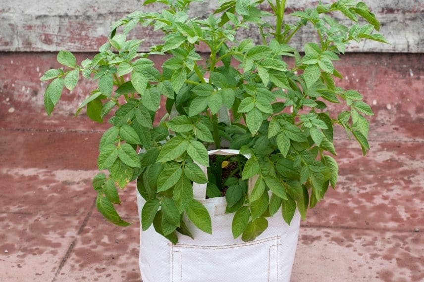 potagers en sacs terrasse