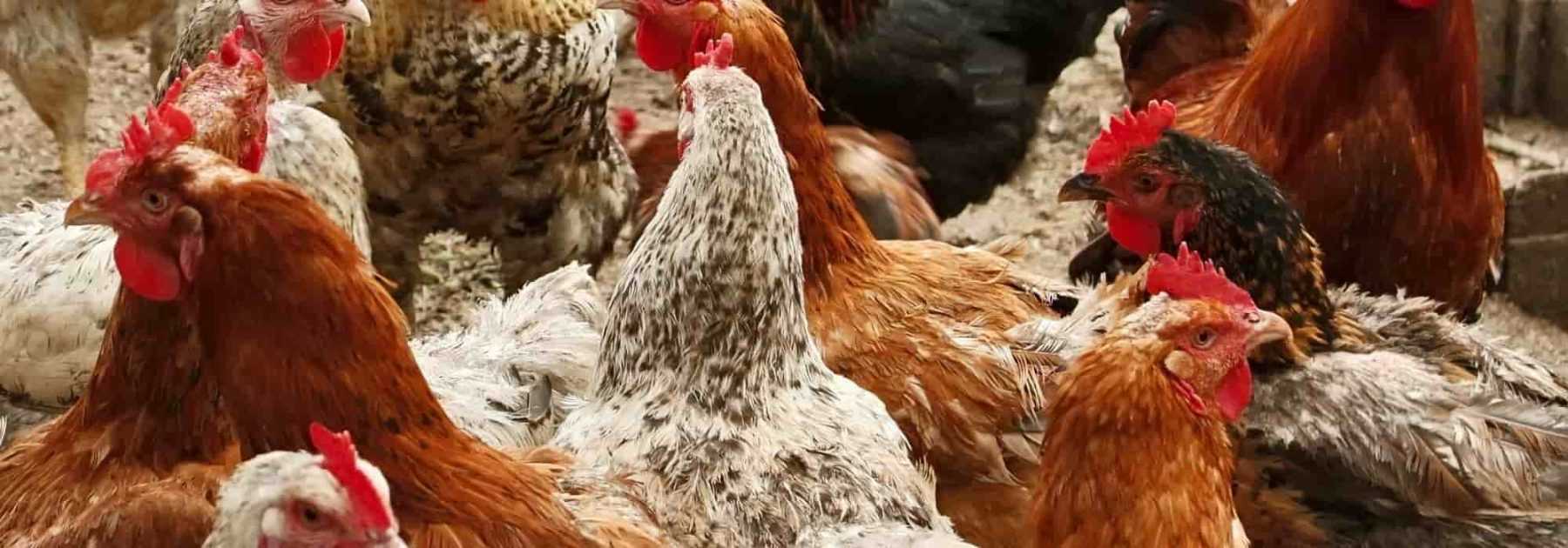 Les races de poules les plus prisées à avoir dans son poulailler