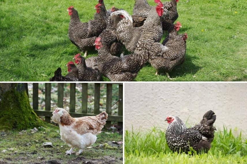 Silhouette Poule qui picore - déco de jardin en métal, vente au