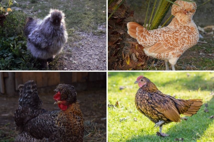 poules d'ornement