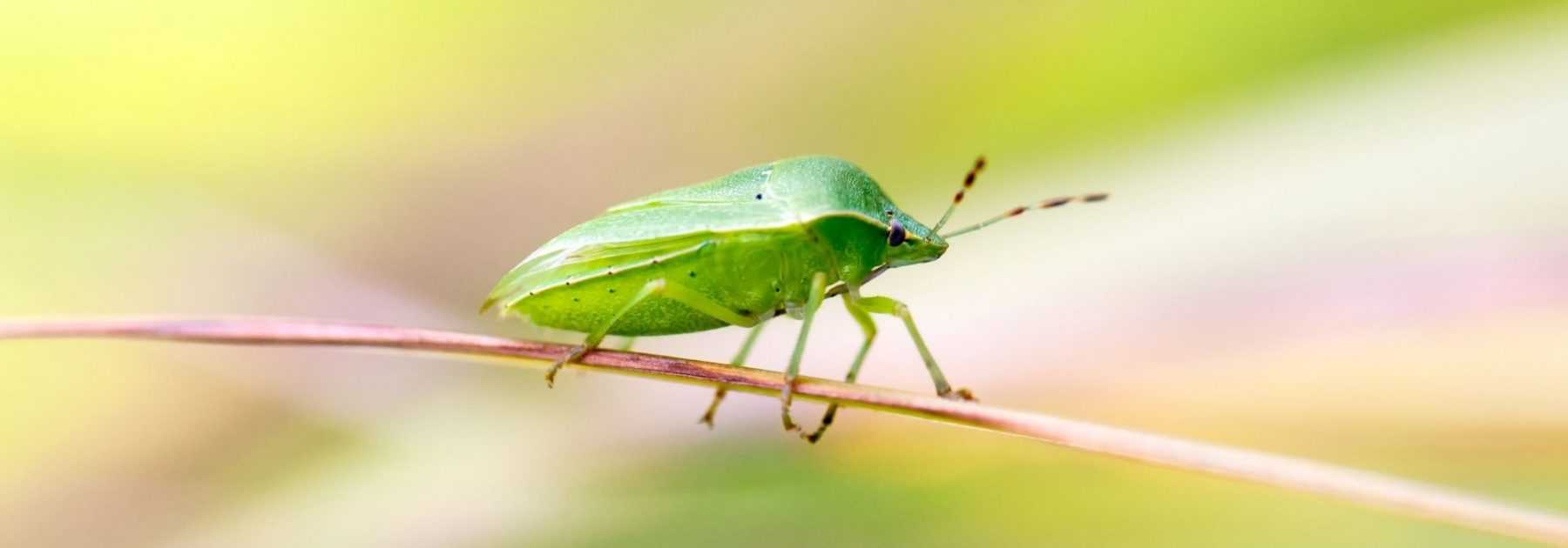 Les punaises au jardin