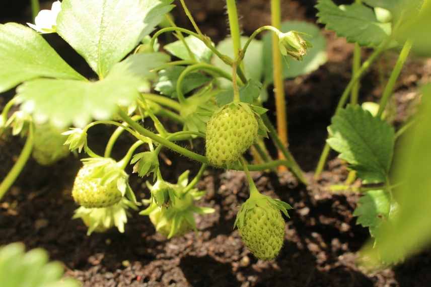 Cultiver des fraises sur un balcon, culture fraises sur balcon, fraises dans jardinière