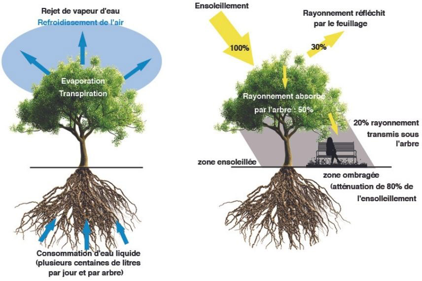 Végétaliser pour rafraichir l’air ambiant