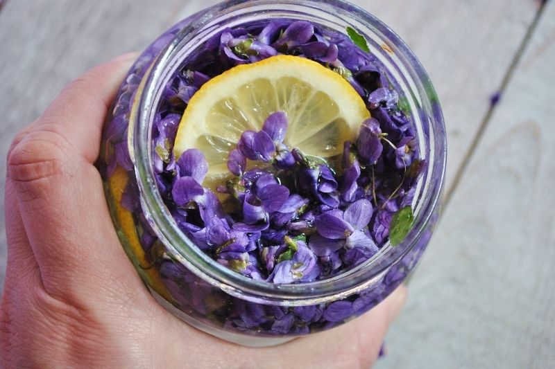 macération des violettes pour fabriquer un sirop de violette