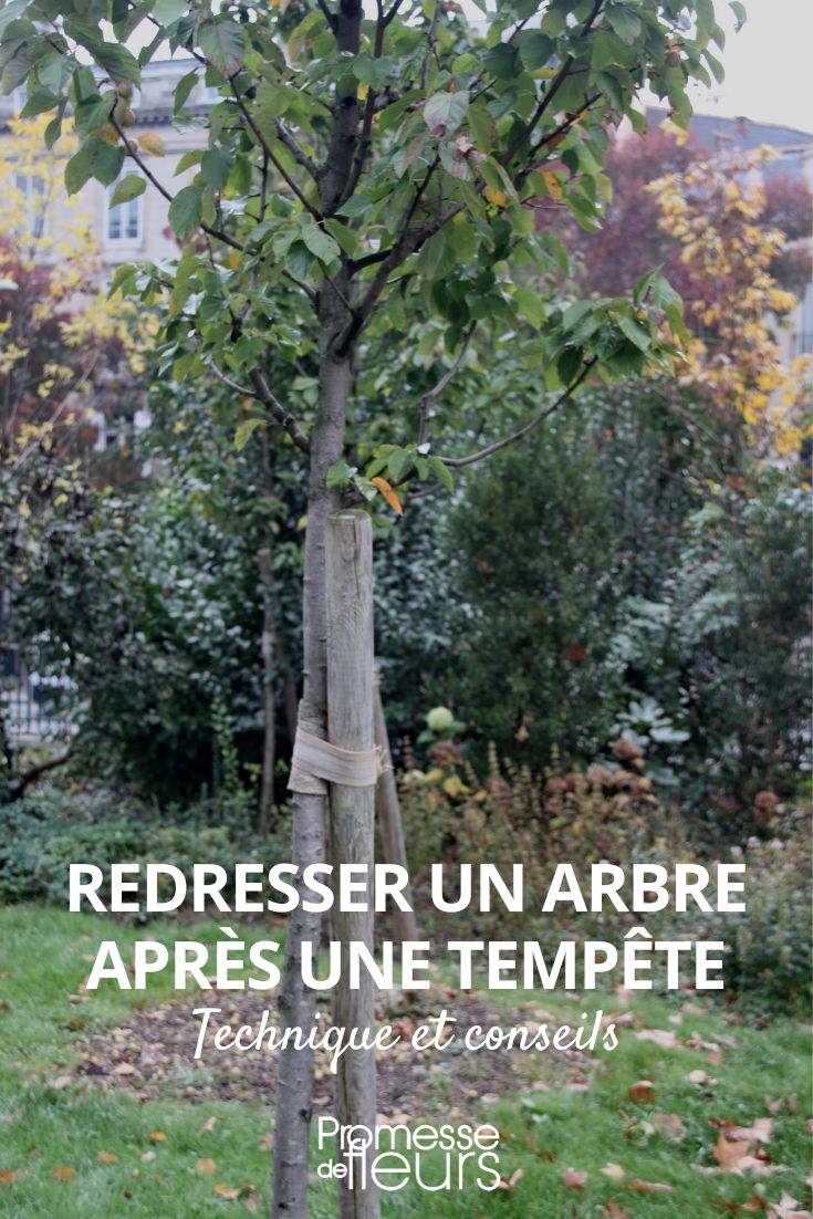 Méthode d'arrosage pour la reprise des jeunes arbres après plantation
