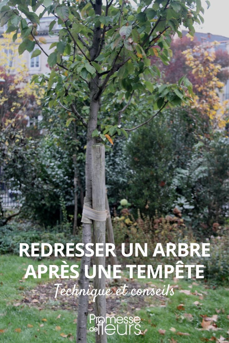 nos conseils pour redresser un arbre après une tempete