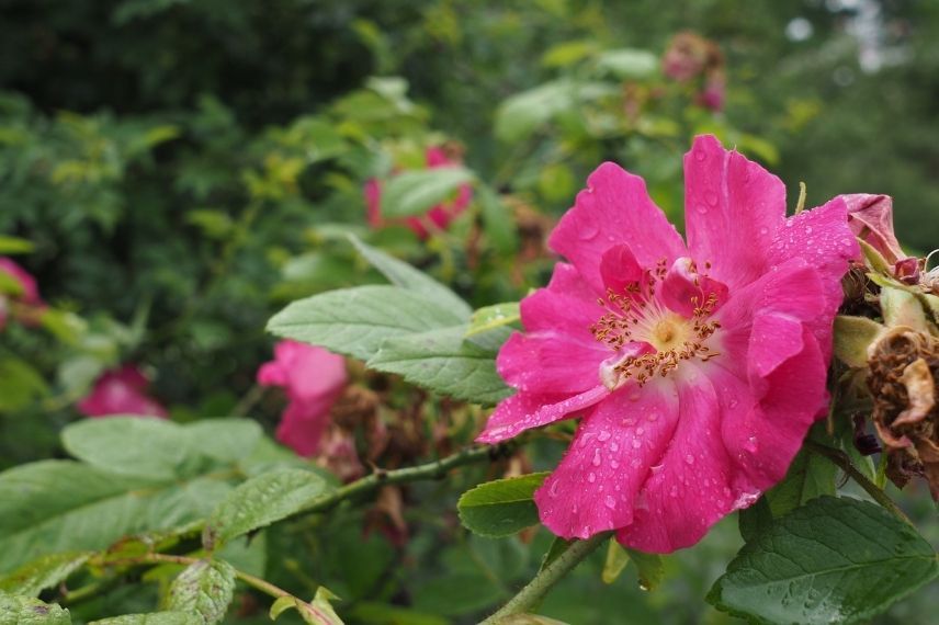 rosa gallica officinalis