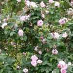 Des roses belles à croquer au jardin