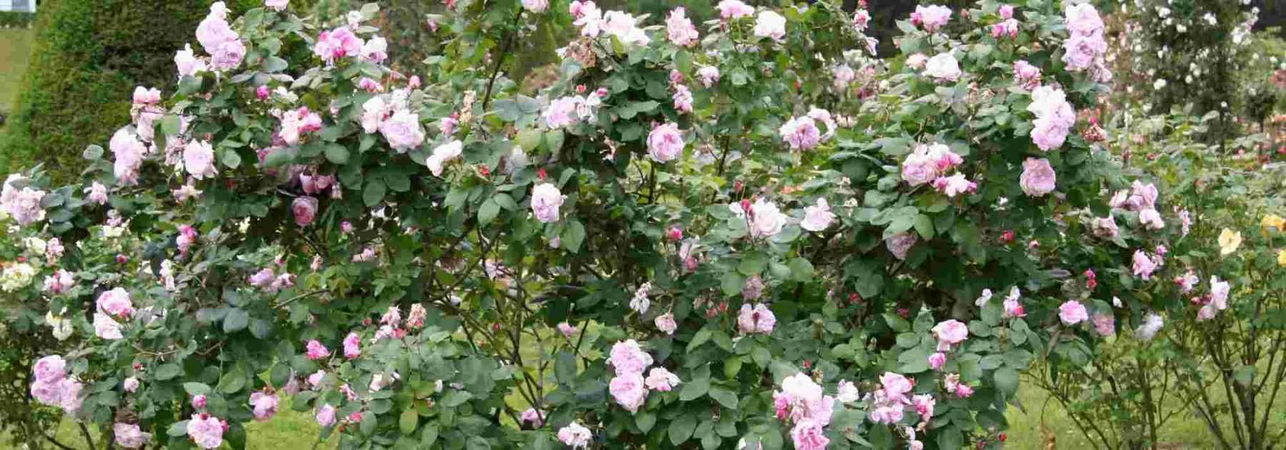 Des roses belles à croquer au jardin