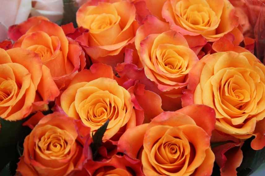 Langage des fleurs : signification des roses, couleurs - PagesJaunes