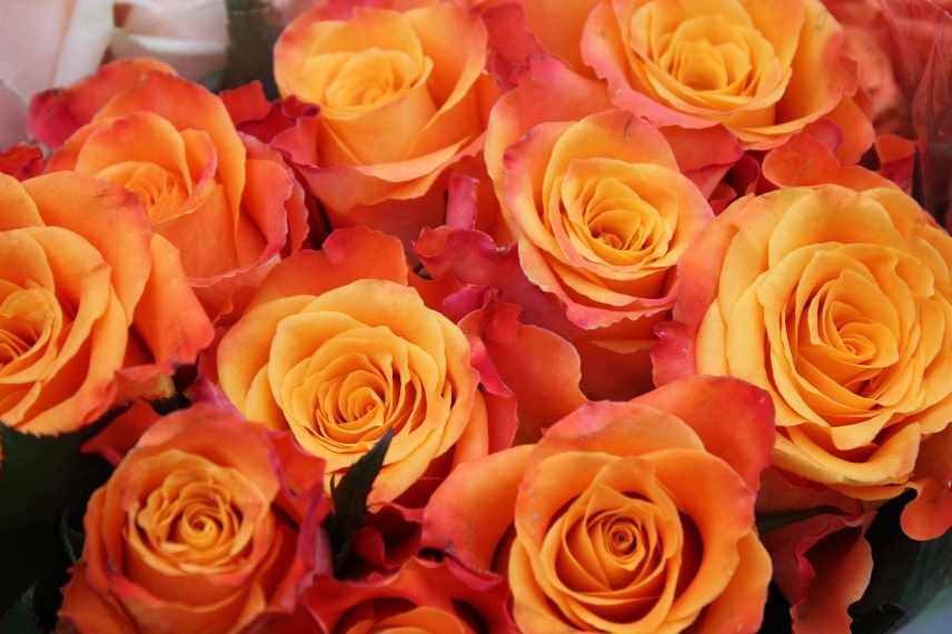 langage des roses, roses signification, roses sens